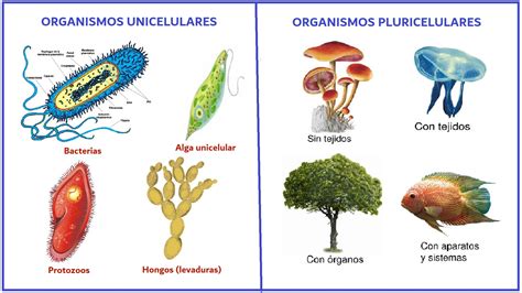 diferencie seres unicelulares de seres pluricelulares